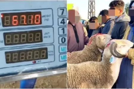 أياما قليلة قبل عيد الاضحى . مطالب رقمية بقطع الطريق على الشناقة في بهذا الحل الناجع