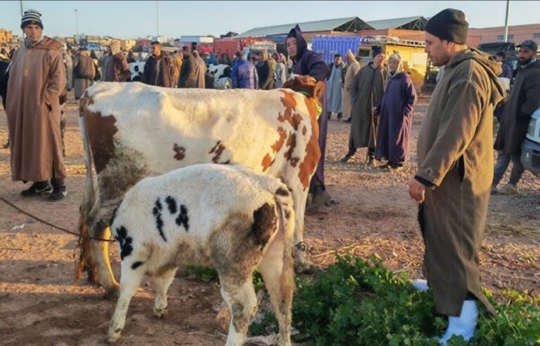 محاولة ابتزاز “أجودان” تفضح غرباء يستخلصون الملايين بدون سند
